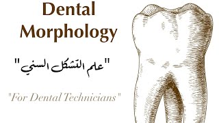 maxillary premolars [upl. by Heydon]