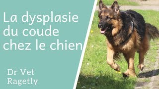 La dysplasie du coude chez le chien [upl. by Jariv]