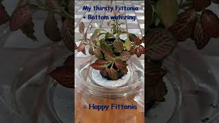 Fittonia Bottom watering Timelapse  fittonia Shorts [upl. by Piero66]