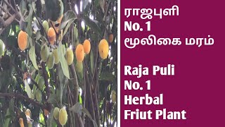 ராஜபுளி No1 மூலிகை மரம்  Raja Puli No1Herbal Friut Plants  Garcinia indica  Indian Gamboge [upl. by Trevethick301]