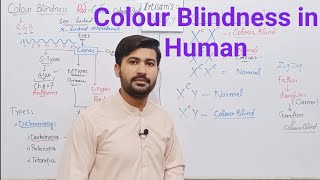 2216 Colour blindness in human  genetic causes of colour blindness  Fsc 12 class [upl. by Attiuqehs]