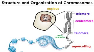 Chromosome Structure and Organization [upl. by Asseram463]