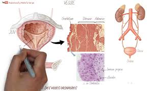 Anatomie des voies urinaires [upl. by Limak954]