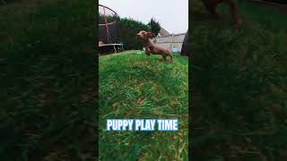 Puppy Play Time  Buddy Minature Dachshund puppy lovemydachshund dog [upl. by Caton]