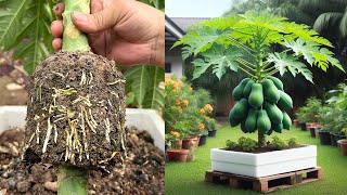 How to propagate beautiful super dwarf papaya plants [upl. by Ayra]