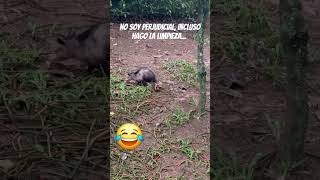 🦡💥 Zarigüeya o Mykurẽ animals free animalurbano plagas bichos ecologia mundo paraguay [upl. by Kantos]