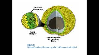 Lecture Microbodies and Peroxisomes [upl. by Giuditta]