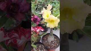 adenium gardening desertrose plant flower arabicum [upl. by Uos]