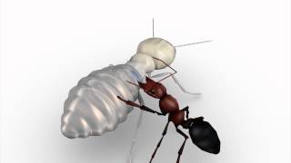 Termites act as suicide bombers to defend their colonies [upl. by Ahsilem]