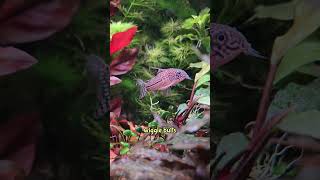 This song is obsolete because science see description for species corydoras aquarium cute [upl. by Ahsimal]