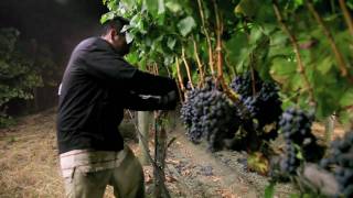 Night Harvest  Harvesting Merlot Grapes for Jordan Cabernet Sauvignon  Alexander Valley [upl. by Assi]