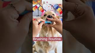 Easy Dog Toothbrushing Routine Keep Your Pups Teeth Clean amp Healthy dogtraining dogtooth shots [upl. by August]