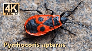 Firebug Pyrrhocoris apterus  part 1 [upl. by Voltz]