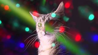 Meow Mix Song EDM Cat Remix by Ashworth [upl. by Fitton]