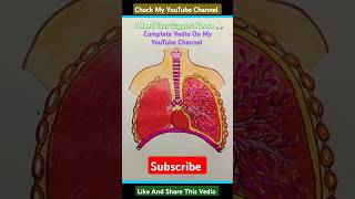 How To Draw Human Respiratory System Digram Drawing youtubeshorts shortvideos Human Lungs Diagram [upl. by Fortunio87]