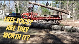 Free Logs Are they worth it Hauling logs with the Camex PID 21 Gooseneck Trailer [upl. by Daitzman]