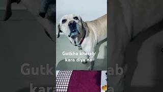 Nuksan kara diya na bechare ka  Joy the labrador  comedy  Funny  🐶 Dog  YouTube shorts ❤️🧿 [upl. by Yelwar]