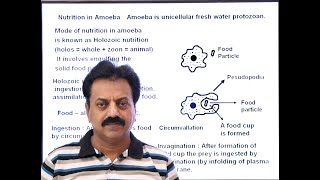 First Year  Chapter 12  Nutrition  Part 8  Nutrition in Amoeba [upl. by Hathcock]