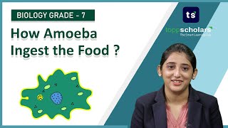 How amoeba ingest the food  Holozoic nutrition  Biology  Life science [upl. by Valerian]