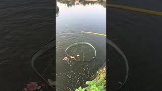 Fishing net  catch fish  Outdoor fishing fishing shortsviral [upl. by Trebbor]