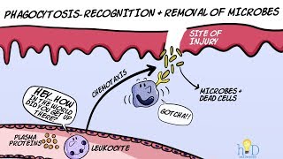 Phagocytosis  Recognition and Removal of Microbes during Inflammation [upl. by Atenik74]