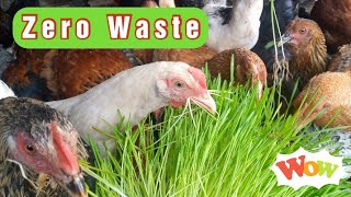 Zero Wastage Feeding Chicken On Hydroponic Fodder [upl. by Nomelc]