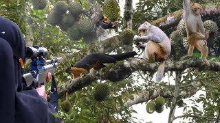 TEMBAK KERA NAKAL KETAUAN HABIS KAN BUAH DURIAN berburu sehari full [upl. by Terrena]