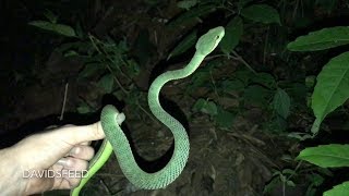 Large Pope’s Pit Viper Male on the road  Herping Thailand [upl. by Aenel]