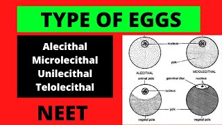 Types of eggs in embryology  Development Biology  Microlecithal Mesolecithal Telolecithal egg [upl. by Esemaj]