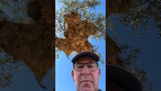 Incredible social weaver colony nest 😮🪺birds nest namibia fyp [upl. by Mcclary]