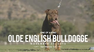 ONE OF A KIND OLD ENGLISH BULLDOGS [upl. by Naut67]