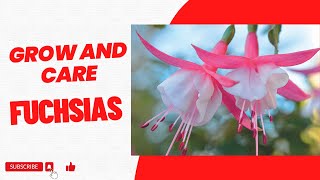 How To Grow And Care For Fuchsias [upl. by Osbourn238]