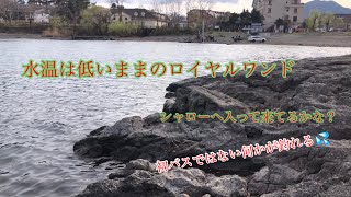 河口湖バス釣り〜4月6日ロイヤルワンド編【河口湖バス釣り】 [upl. by Enomar]