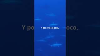 TIBURÓN MARTILLO nunca ataca solo 🦈 curiosidades datosquenosabias nosabias [upl. by Nosauq764]