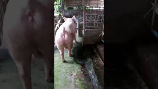 Transfer of AI Sow to gestating pen from breeding section [upl. by Dorran]