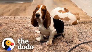 Fearful Basset Hound Finally Initiates Play With Mom And  The Dodo [upl. by Suzie458]