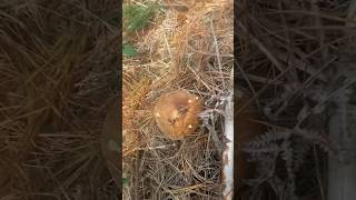 Boletus edulis en pino boletus [upl. by Llehsyt975]