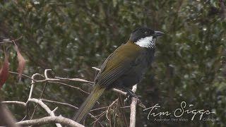 Eastern Whipbird call Psophodes olivaceus HD Video clip 12 Tim Siggs ABVC [upl. by Enrol]