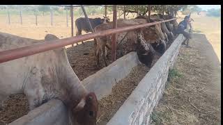 Feedlot success at Marereni feedlot farm in Magarini bull feedlot feedsfarming  cowvideos [upl. by Ylrebmic]