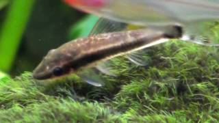 Oto catfish dwarf suckermouth Otocinclus Affinis Close Up HD [upl. by Aya]