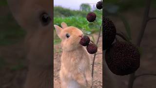 Rabbits and nature Cute rabbit is eating peach fruit rabbit rabbitfood animals cute pets [upl. by Natanoy]