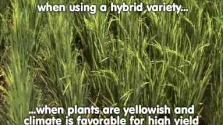 3 Tillering and Panicle Initiation Tales of Ryza  The ABCs of proper nutrition for rice plants [upl. by Eruot]