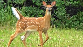 Guard dogs chasing deer [upl. by Oscar]