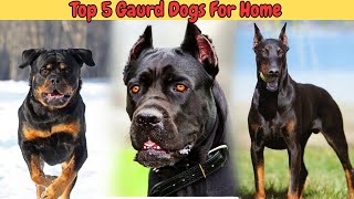 Best Guard Dog Breeds Ranked 2024 [upl. by Peace771]