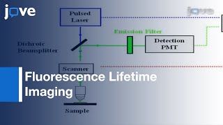 Fluorescence Lifetime Imaging Molecular Rotors In Living Cells l Protocol Preview [upl. by Fitton]