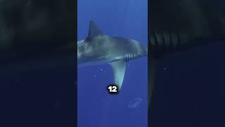 Shark Attack Myth shorts facts fact funfacts funfact interestingfacts interastingfact shark [upl. by Osmo476]