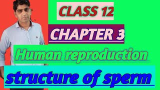 structure of sperm class12 biology [upl. by Esenwahs]