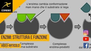 Enzimi struttura e funzione  Video Articolo [upl. by Rafaelle89]