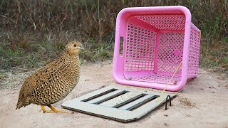 Easy DIY Trap  Making Trap By Using Paper And Basket [upl. by Giacomo]