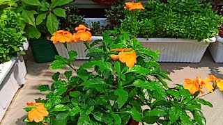 Crossandra plant care tips along with garden tour [upl. by Key422]